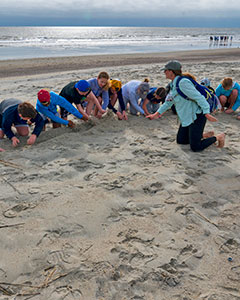 Make the beach and marsh your new classroom as an Environmental Educator with Burton 4-H Center on Tybee Island!