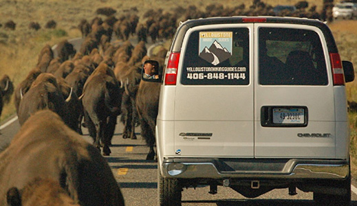 If you're passionate about Yellowstone National Park, outdoor education, and engaging with visitors about the environment, join the Yellowstone Hiking Guides team!